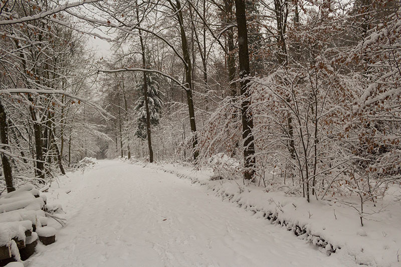 Verschneite Wege führen ins Albtal