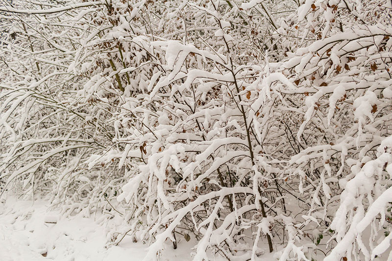 Auf den Ästen hat sich die weiße Masse festgesetzt