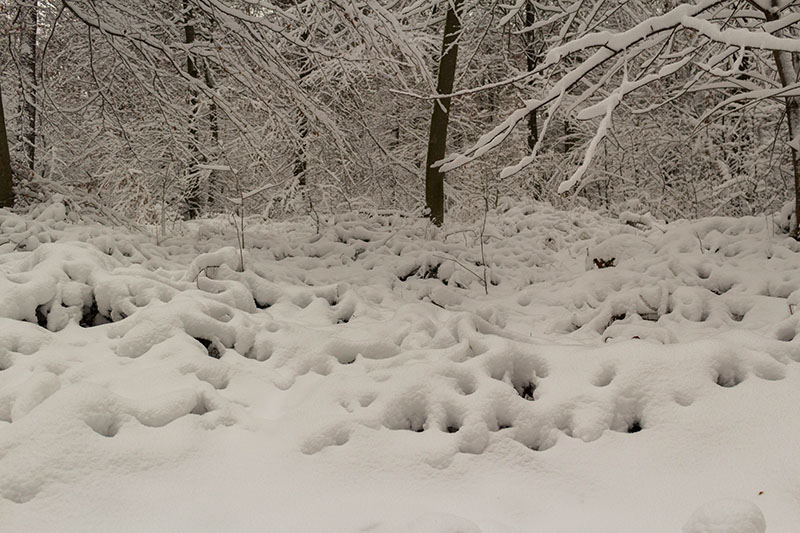 Heute ist alles weiß und grau