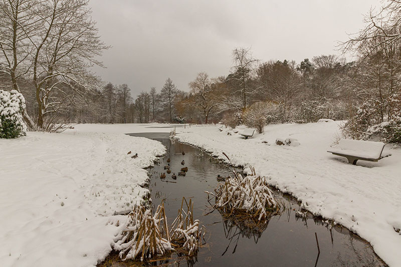Den Enten wird anscheinend nicht kalt