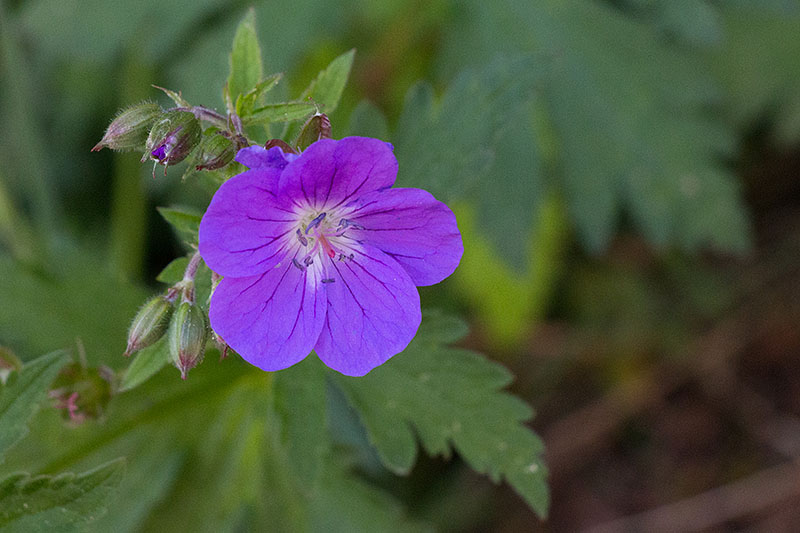 Überall blühen Blumen