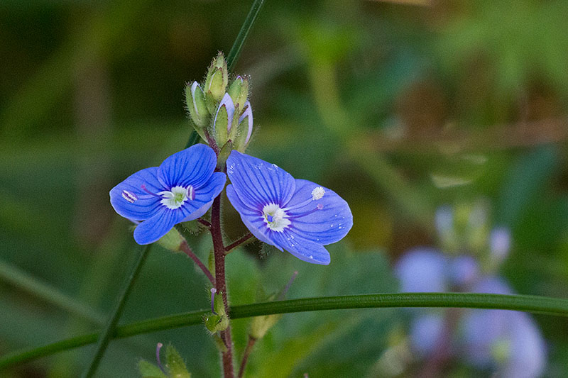 Persischer Ehrenpreis [Veronica persica]