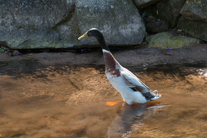 Ente beim Baden
