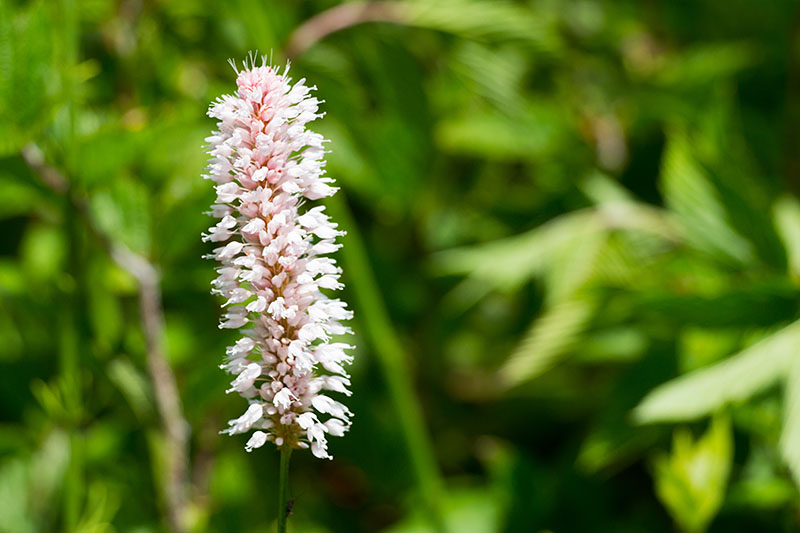 Schlangenknöterich [Bistorta officinalis]