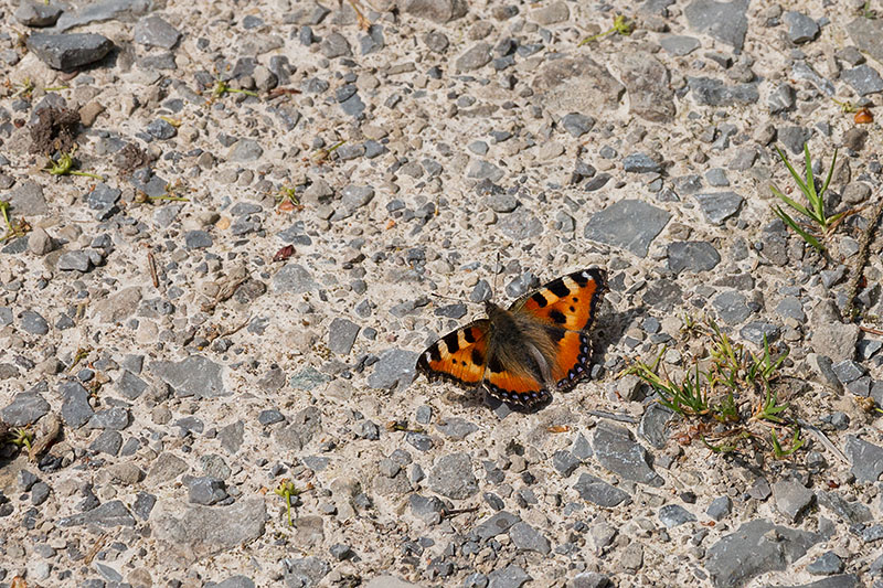 Kleiner Fuchs [Aglais urticae]