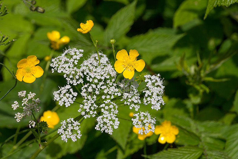 Scharfer Hahnenfuß [Ranunculus acris] und Schafgarbe [Achillea millefolium]
