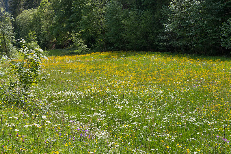 Schöne, saftige Blumenwiese