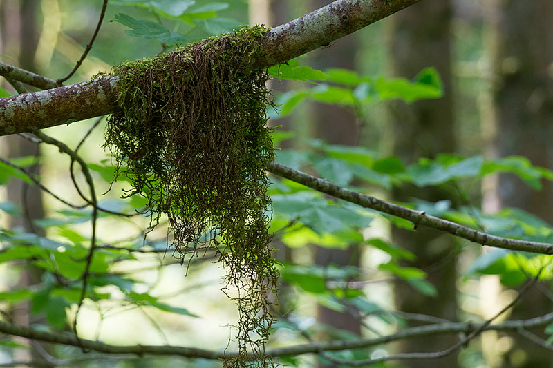 Spanish Moss, fast wie in den Regenwäldern Vancouver Islands