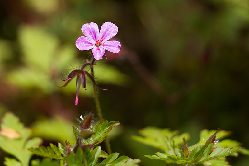Reiherschnabel [Erodium cicutarium]