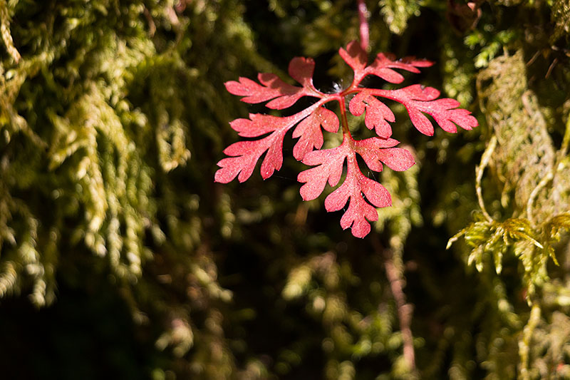 Schönes Blättchen zwischen den Moosen