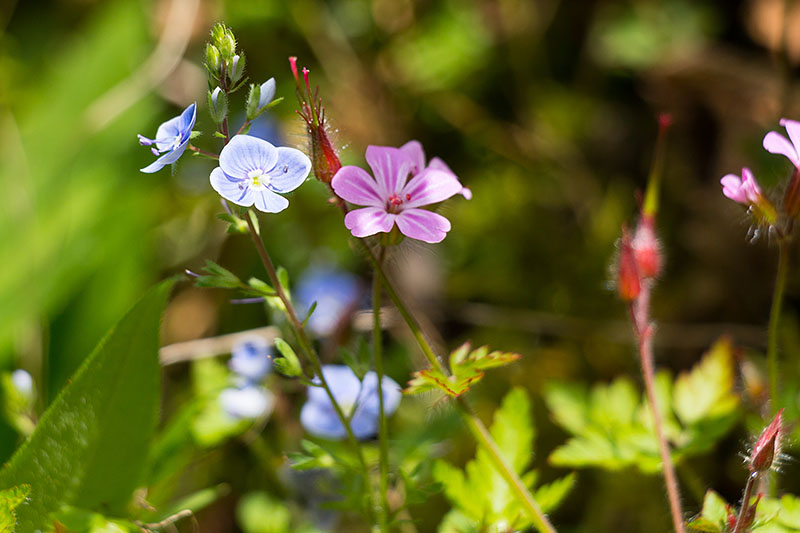 Ehrenpreis und Reiherschnabel