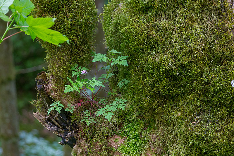 Mit einer Pflanze in der Astgabel, die aber eigentlich keine Epiphyte ist