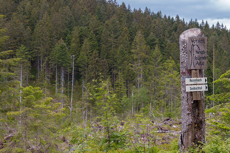 Von wo sollen die Äste denn herabfallen?