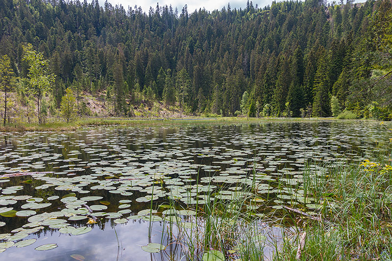 Seerosen, leider blühen kaum welche ...