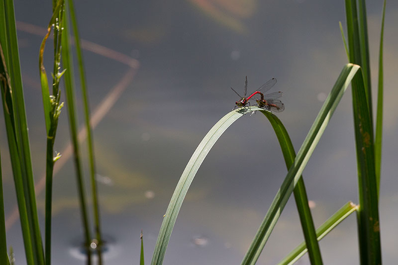 Libellen bei der Paarung