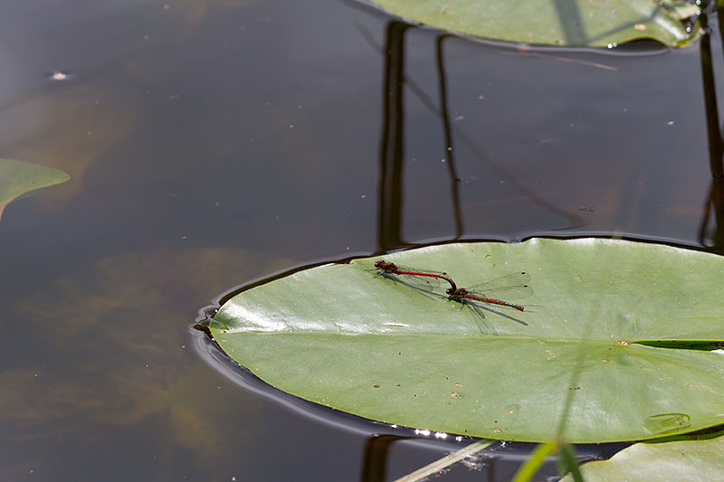 Hier gibt es unter anderem rote ...