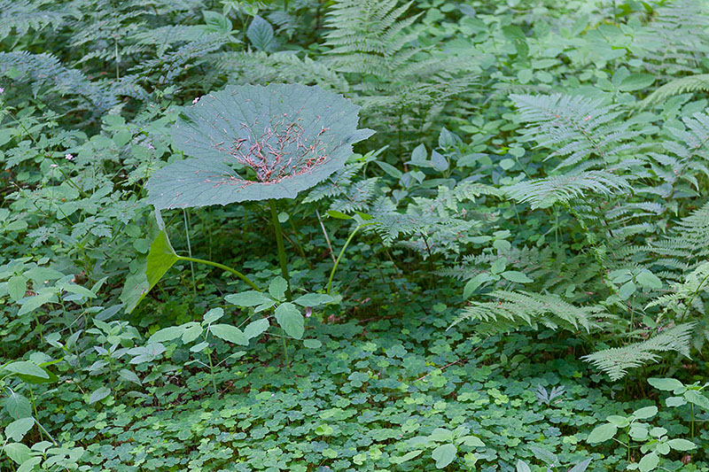 Im Wald finden wir riesige Blätter ...