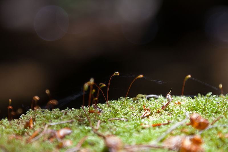 ... und winzige Keimlinge