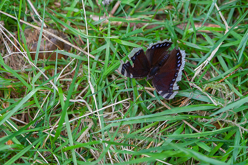Der Schmetterling wollte nicht fliegen :-(