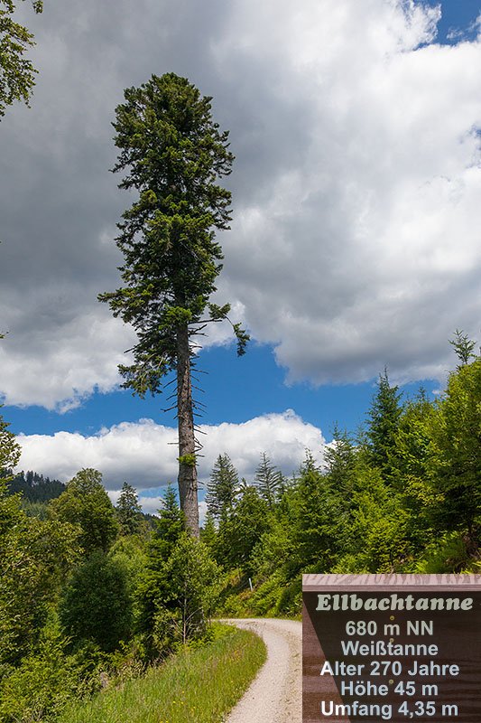 An der Ellbachtanne