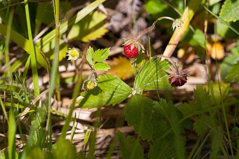 Einige davon finden den Weg in unsere Mägen ;-)
