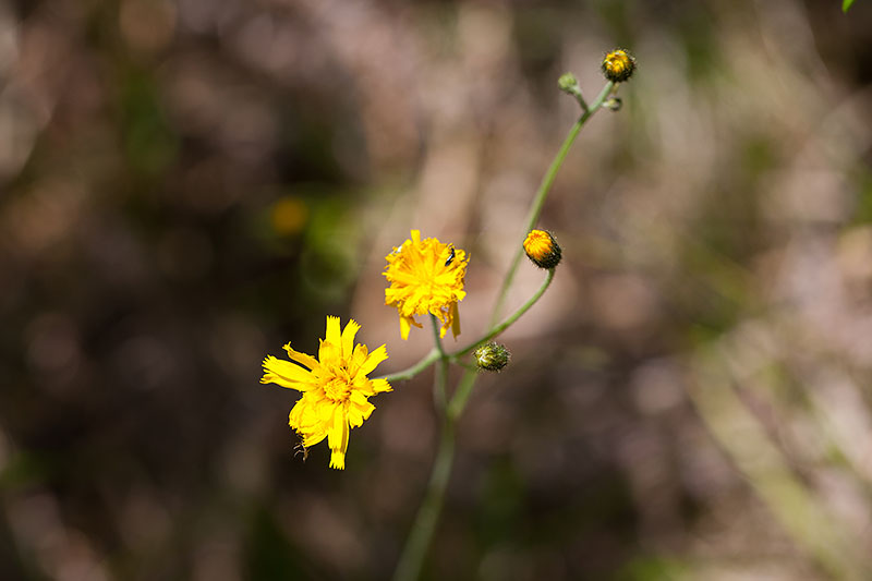 Daneben gibt es viele Blumen ...