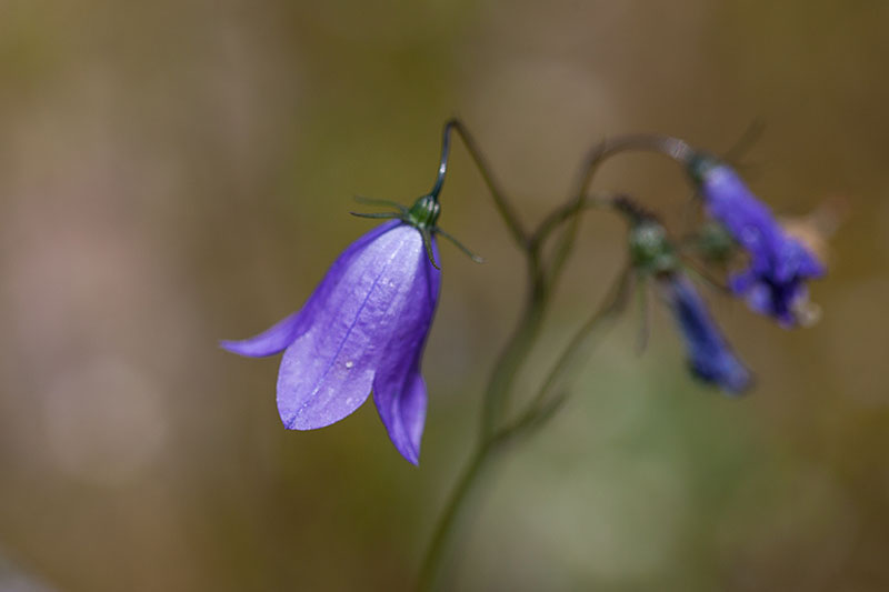 Lilienblättrige Schellenblume