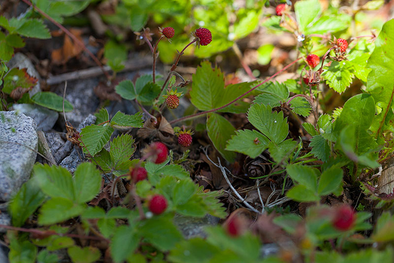 ... finden wir zahlreiche Walderdbeeren