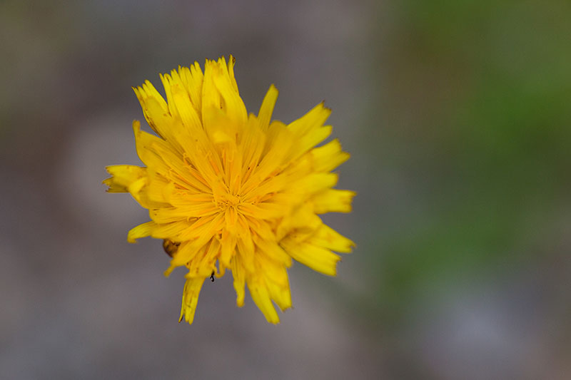 Fast schon verblüht