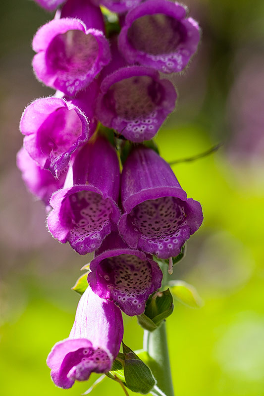 Sieht schön aus, ist aber giftig