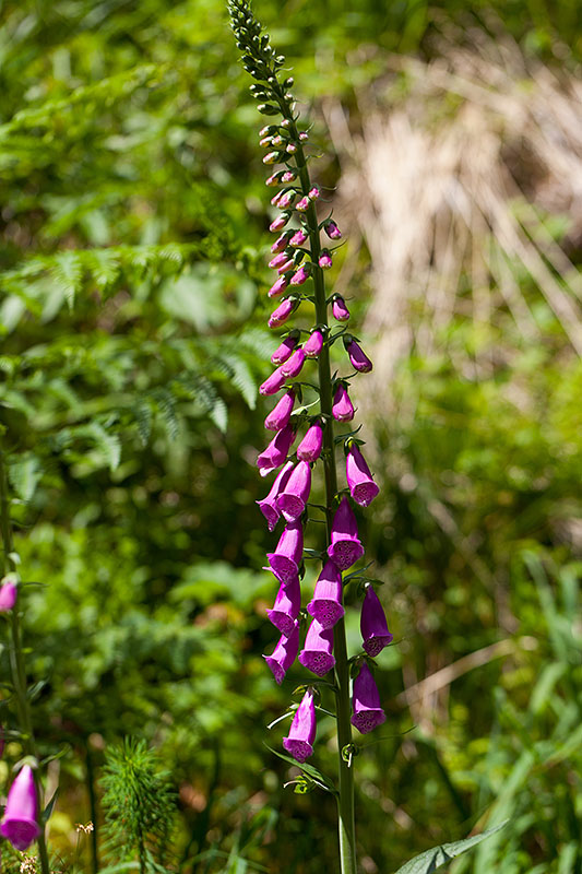 Überall blüht der Fingerhut