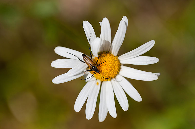 Käfer auf Margerite