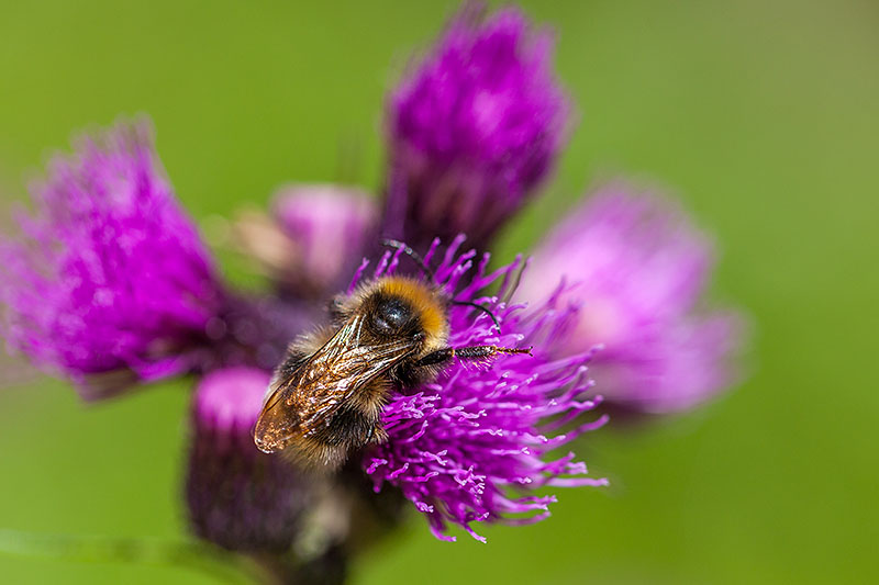 Hummel beim Nektarsammeln