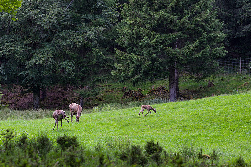 Leider nicht freilebend, sondern in einem Gehege