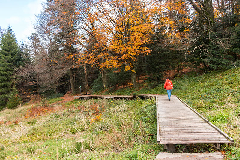 Sind wir auf dem Holzweg? ;-)