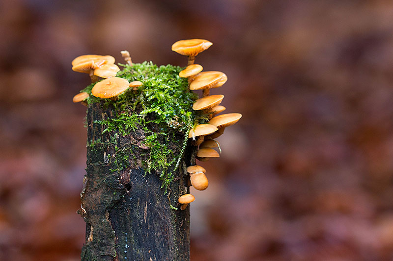 Auf abgestorbenrn Bäumen ...