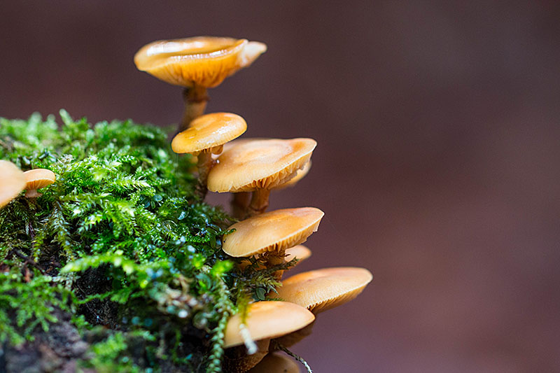 ... wachsen viele Pilze ...