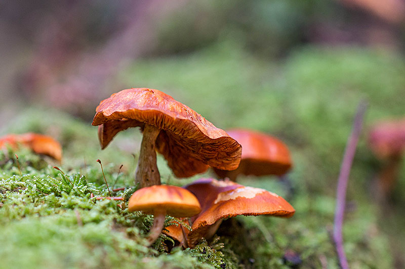 ... in verschiedensten Größen