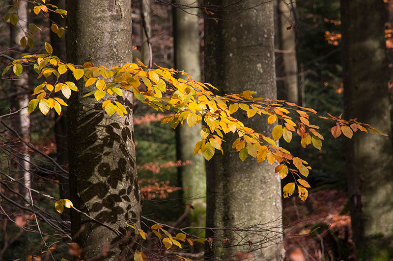 Herbstlaub mit Schattenwurf