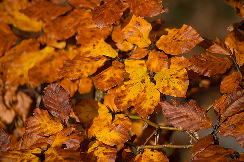 Herbstlaub in Gelb- und Brauntönen ...