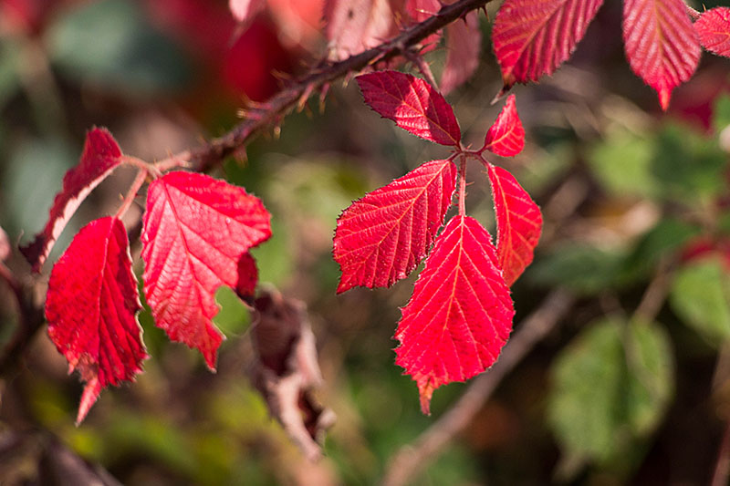 ... und hier in leuchtendem Rot