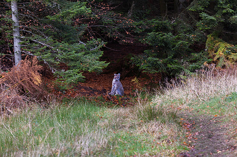 ... den Schwarzwald-Luchs! ;-)