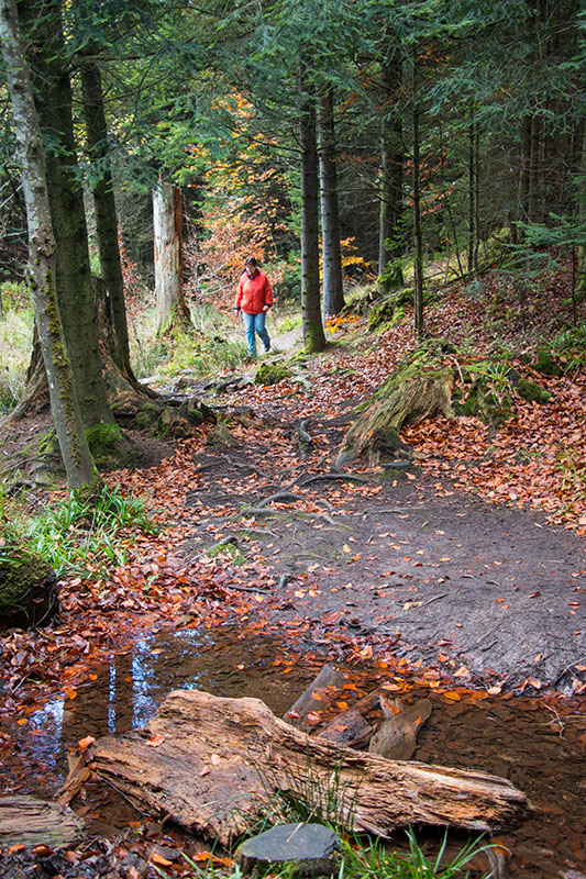 Wurzeliger Weg