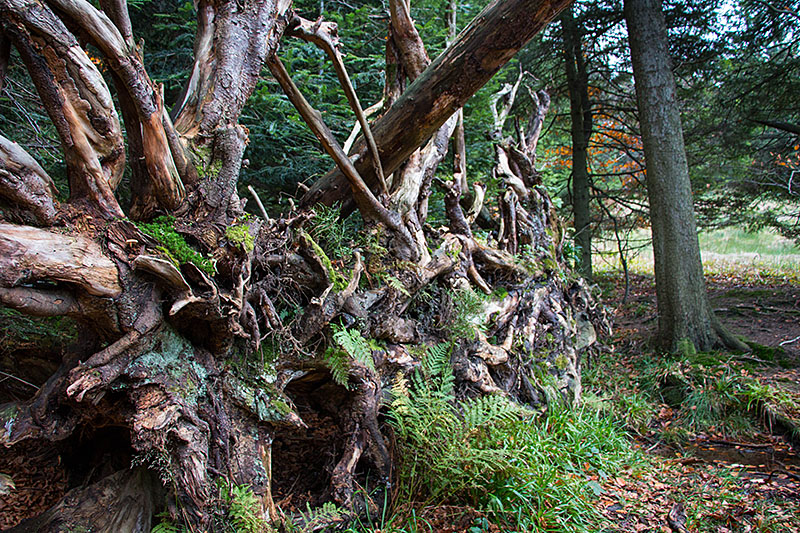 Entwurzelter Baum