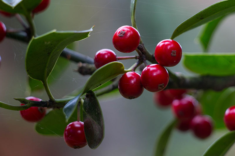 Winterbeeren