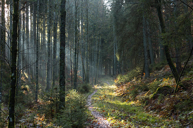 ... wandern wir durch dunkle Wälder