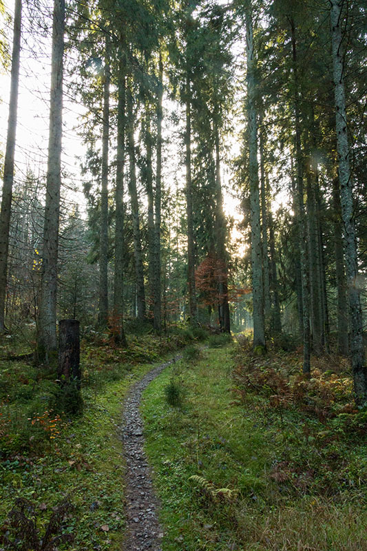Auf dem Waldweg ...