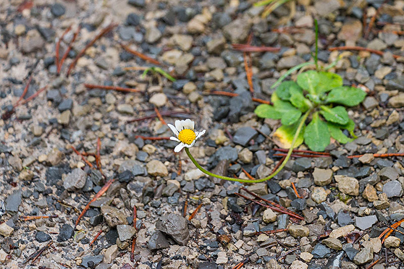 ... kämpft sich ein Blümchen durch den Schotter