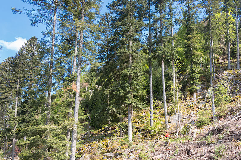 Immer weiter führt der Weg hinauf