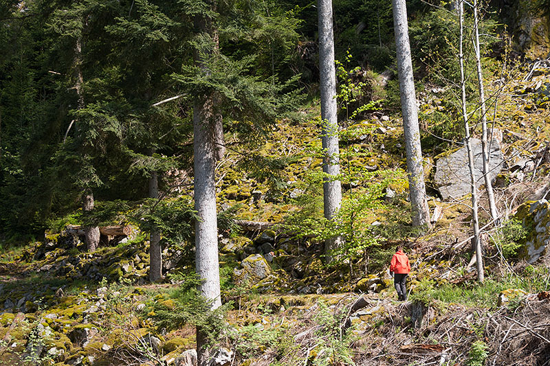 Zunächst wird der Wald wieder dichter ...